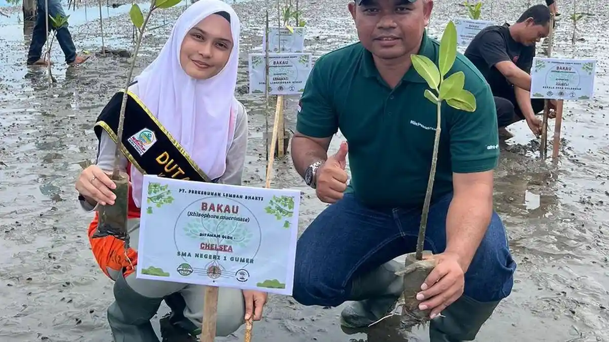 Perkebunan Lembah Bhakti Kembali Tanam Mangrove  di Aceh Singkil