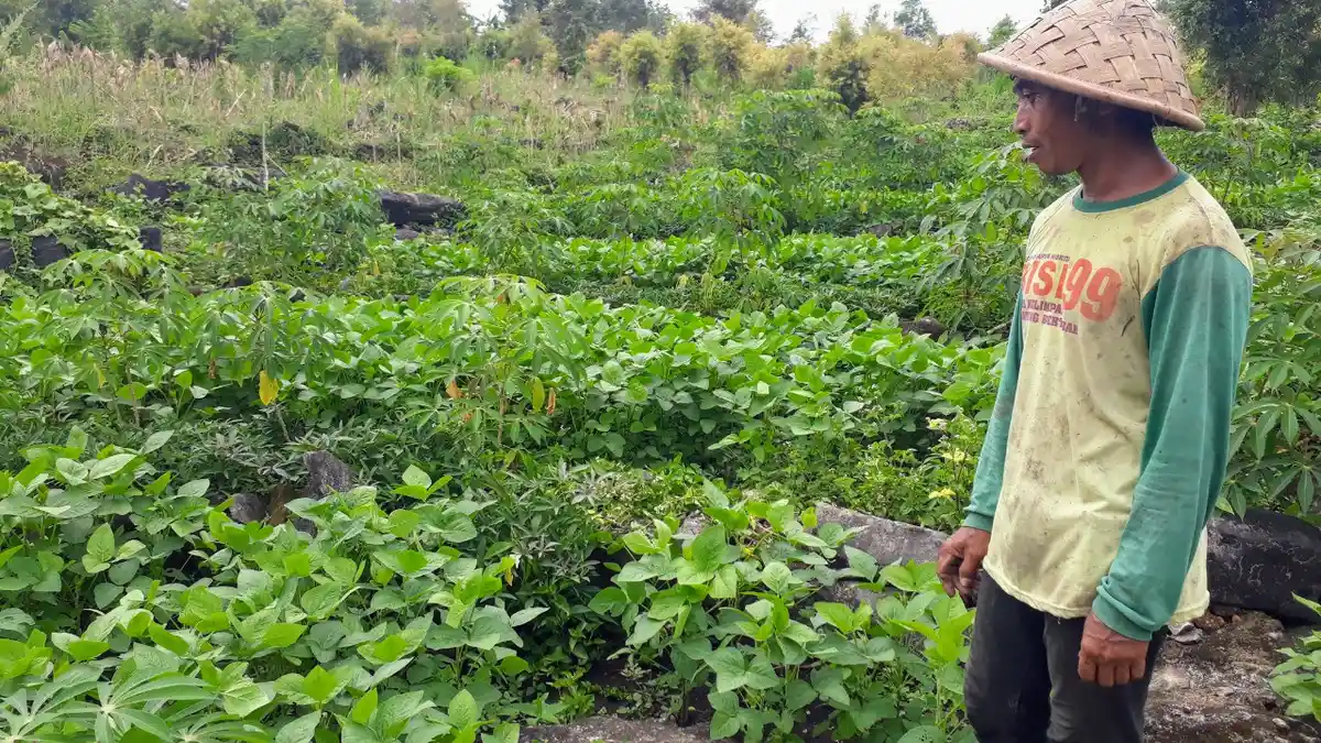 Dinas Pertanian dan Pangan Gunungkidul Optimis Produksi Kedelai 2021 Bisa Sesuai Target