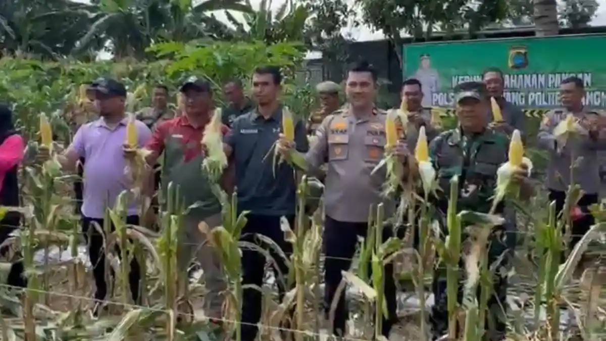 Polsek Merawang Panen Jagung dari Program Ketahanan Pangan Daerah