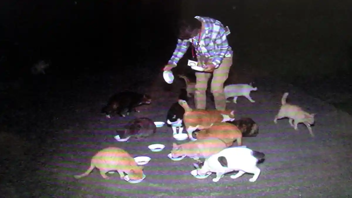 Di Jepang Membuang Kucing Bisa Didenda Satu Juta Yen