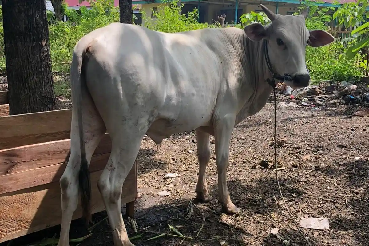 Waspada PMK, 200-an Ribu Sapi dan 11 Ribu Babi di Gorontalo Akan Divaksin