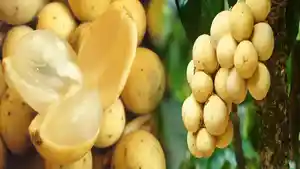 rasakan-manfaat-luar-biasa-buah-duku.jpg