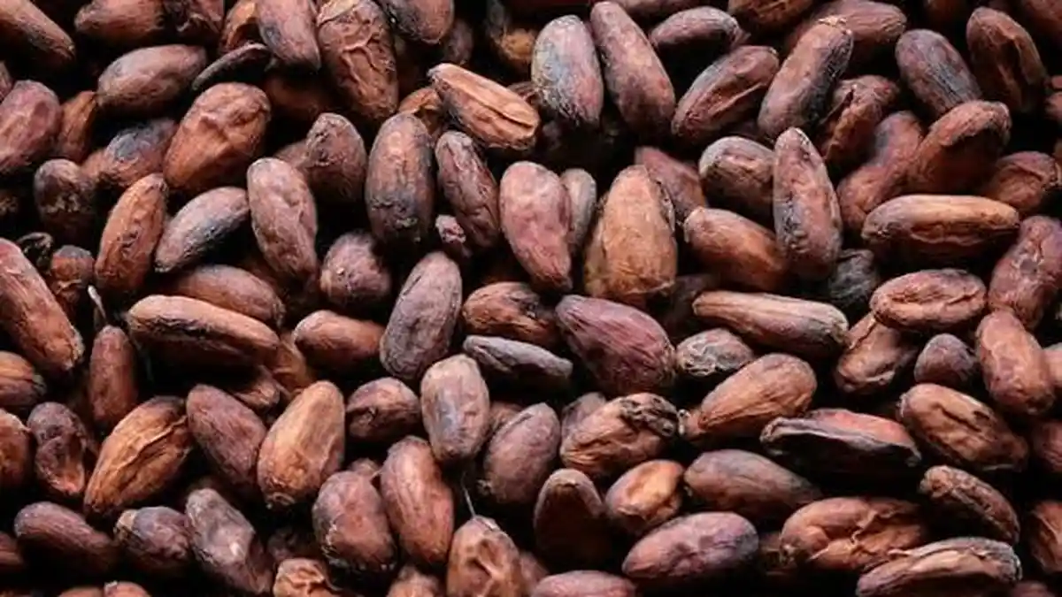 Harga Rempah Ternate Hari Ini, 17 Agustus 2022: Coklat Rp 25 Ribu per Kilogram