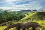 komodo-di-cagar-alam-wae-wuul.jpg