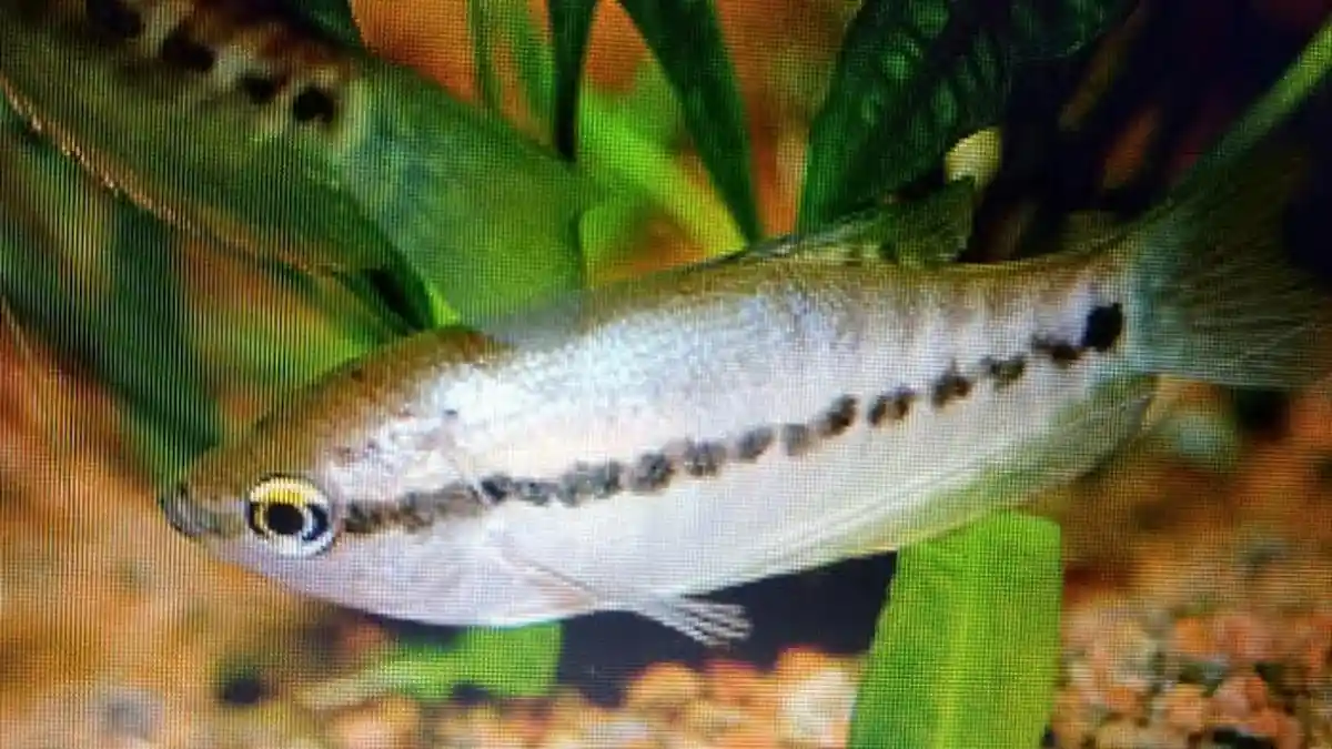 Begini Performa Reproduksi Ikan Sepat Siam Berbagai Daerah oleh Peneliti IPB