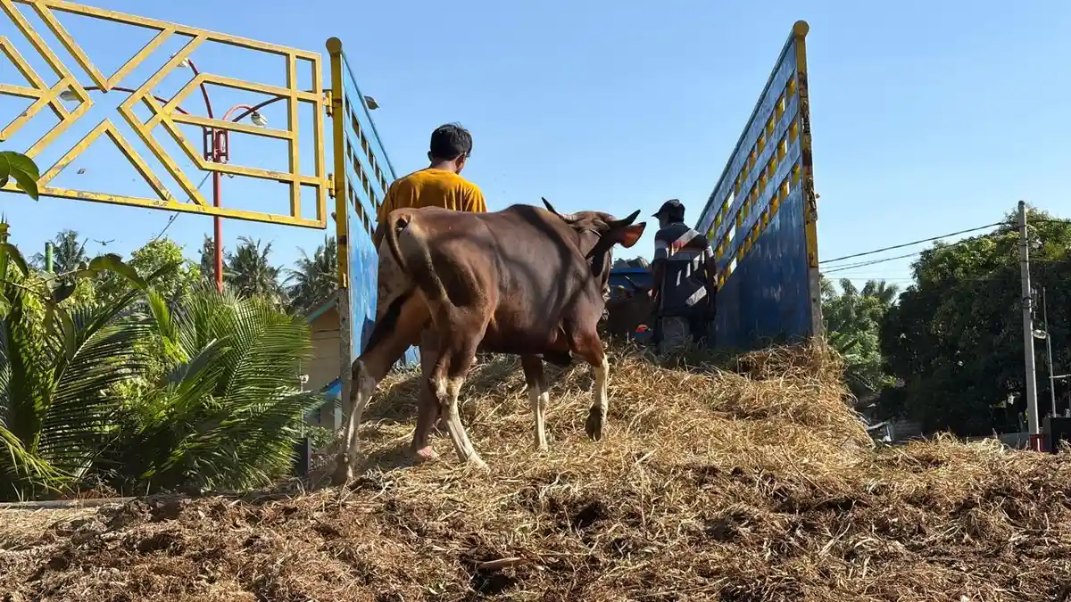 Vaksinasi PMK Banyuwangi Dikebut Jelang Idul Adha, 19 Ribu Sapi Sudah Disuntik