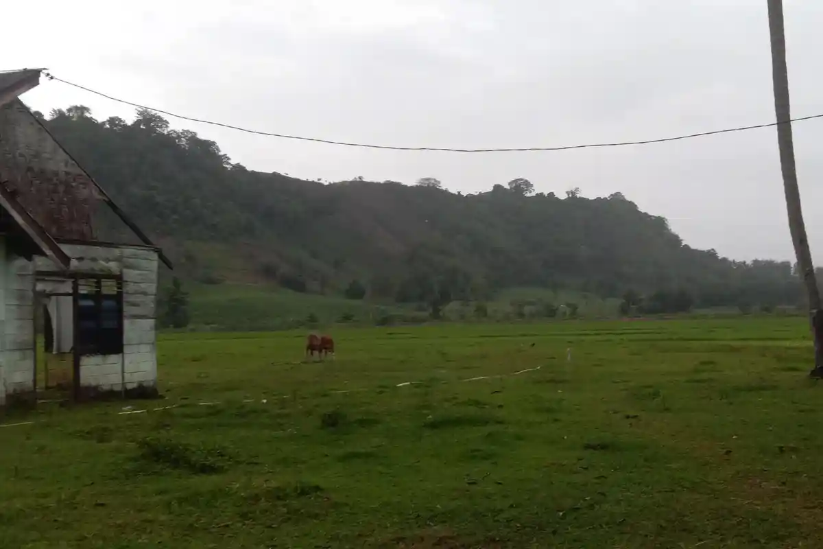 Bertahun-tahun Tanggul di Tolongio Gorontalo Utara Jebol hingga Petani Rugi