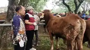 pasar-hewan-balongpanggang.jpg