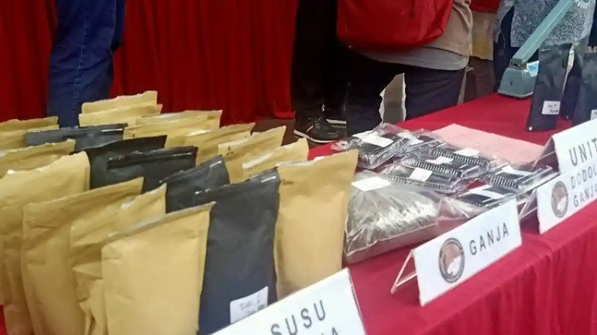 Terungkap, Warga Aceh Olah Ganja Jadi Susu Cokelat dan Dodol, Efeknya Bisa Teler dan Muntah