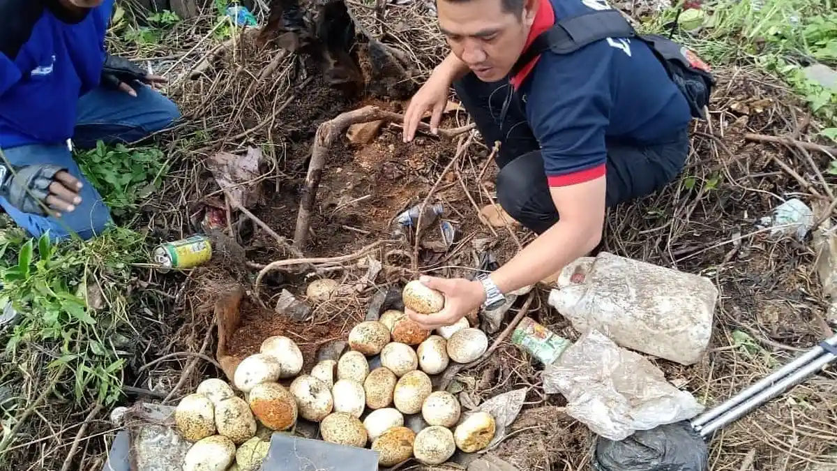 Tim Rescue Disdamkar Samarinda Temukan Sarang Ular Piton Berisi Puluhan Butir Telur, Mana Induknya?