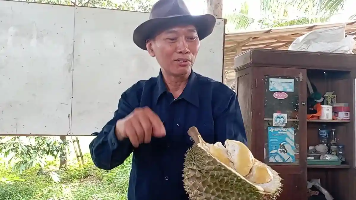 Destinasi Kampung Durian Desa Sampok Pati, Tembaga Super Dihargai Rp ...