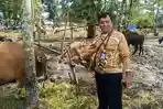 Petugas DPKP Kotim Periksa Ribuan Hewan Kurban di 55 Penampungan jelang Iduladha 2026