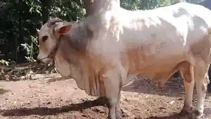 sapi-po-kurban-prabowo-kebumen.jpg