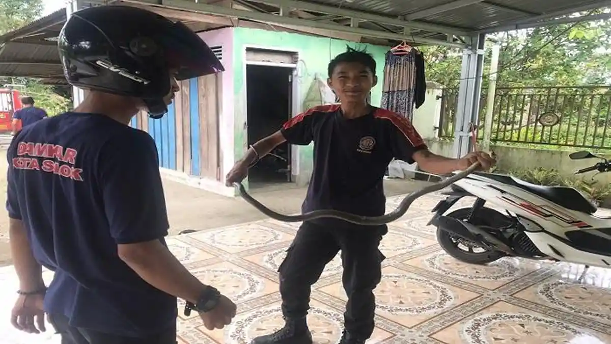 Damkar Kota Solok Tangkap Ular King Koros, Dilaporkan Warga Setelah Mendesis dari Balik Lemari