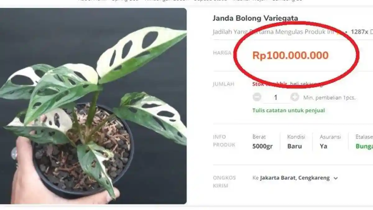 Tanaman Janda Bolong Disebut Gorengan Spekulan, Ini Tips Agar Konsumen Tak Terpancing Harga Selangit