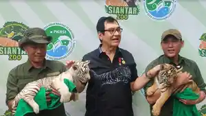 Pimpinan-Yayasan-THPS-Rahmat-Shah-bersama-dua-ekor-Harimau-Benggala1.jpg