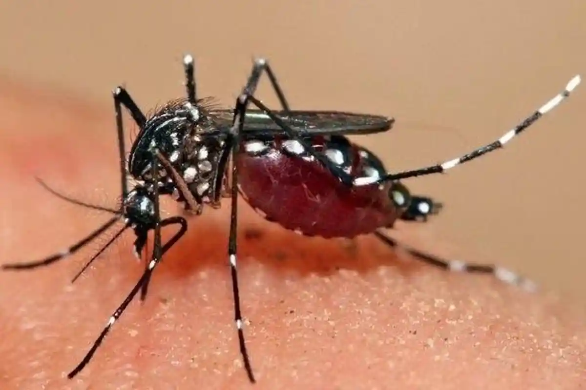 Tiga Anak di Kota Bima Meninggal Karena Demam Berdarah, Dinas Kesehatan Susun Surat Edaran untuk RT