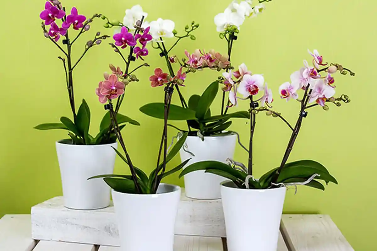 Daftar Harga Pot Bunga Paling Murah hingga Harga Termahal, Rincian Harga Pot untuk Tanaman Hias