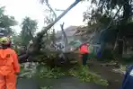 Pohon-tumbang-di-Rambipuji.jpg