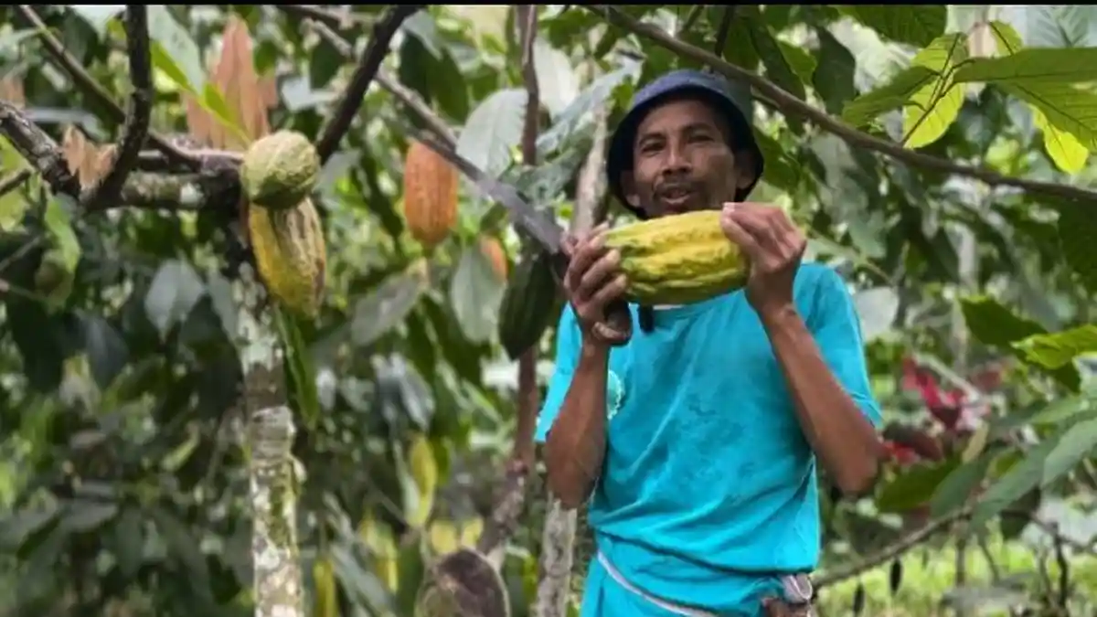 Tak Hanya Kurma, KLU Juga Punya Coklat Ijo Kajuman dengan Buah Besar dan Produktivitas Tinggi