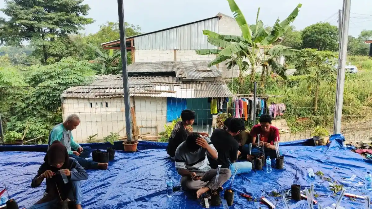 Metode Sambung Pucuk Jadi Solusi Perbanyak Panen Alpukat Mentega di Lahan Terbatas