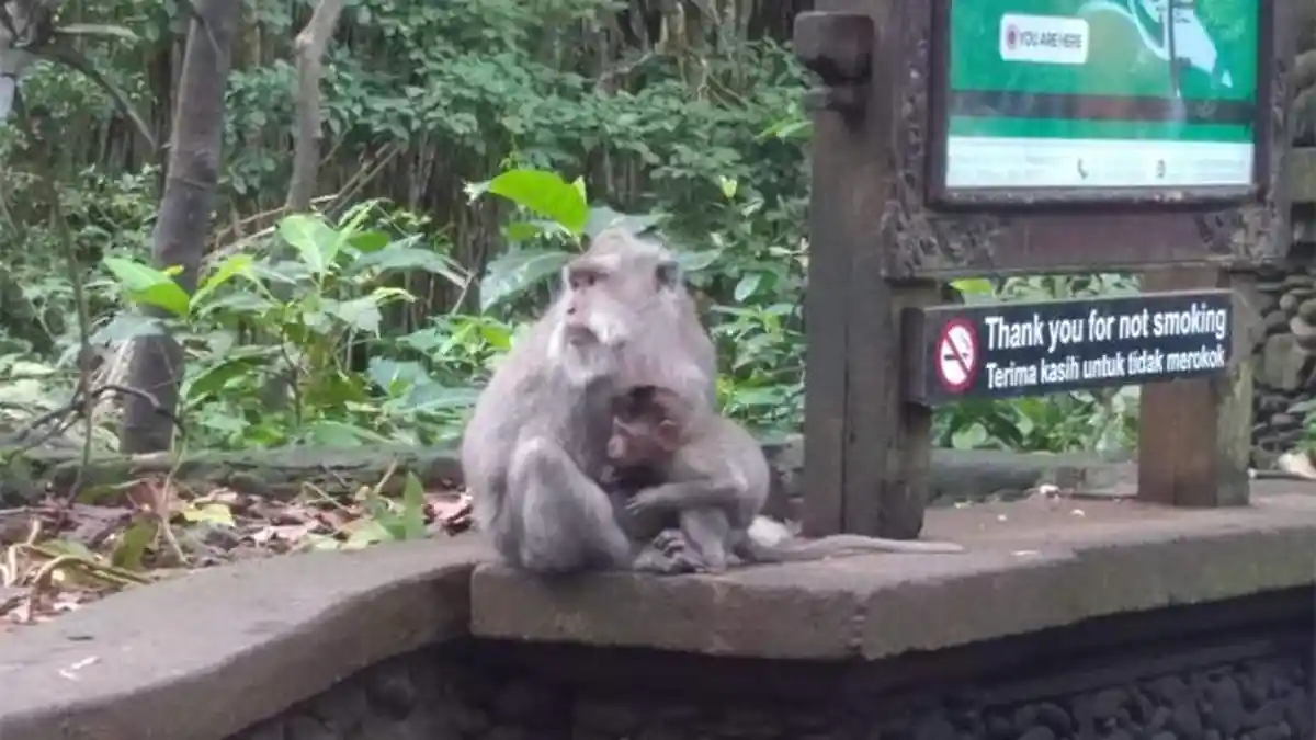 Kawanan Monyet di Objek Wisata Monkey Forest ke Luar Hutan 'Cari Makan' ke Desa Tetangga