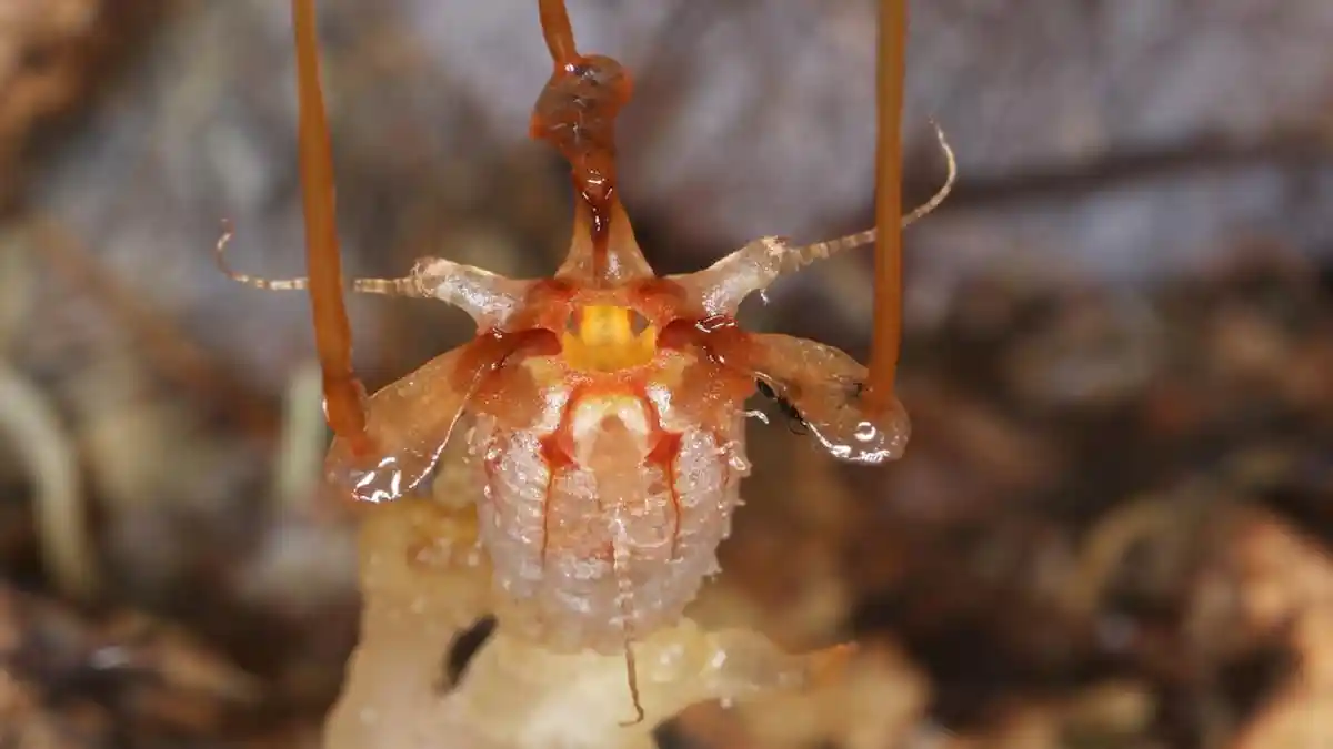 Hanya Muncul 150 Tahun Sekali, Tanaman yang Dikenal dengan Bunga Alien Ini Ada di Kalimantan
