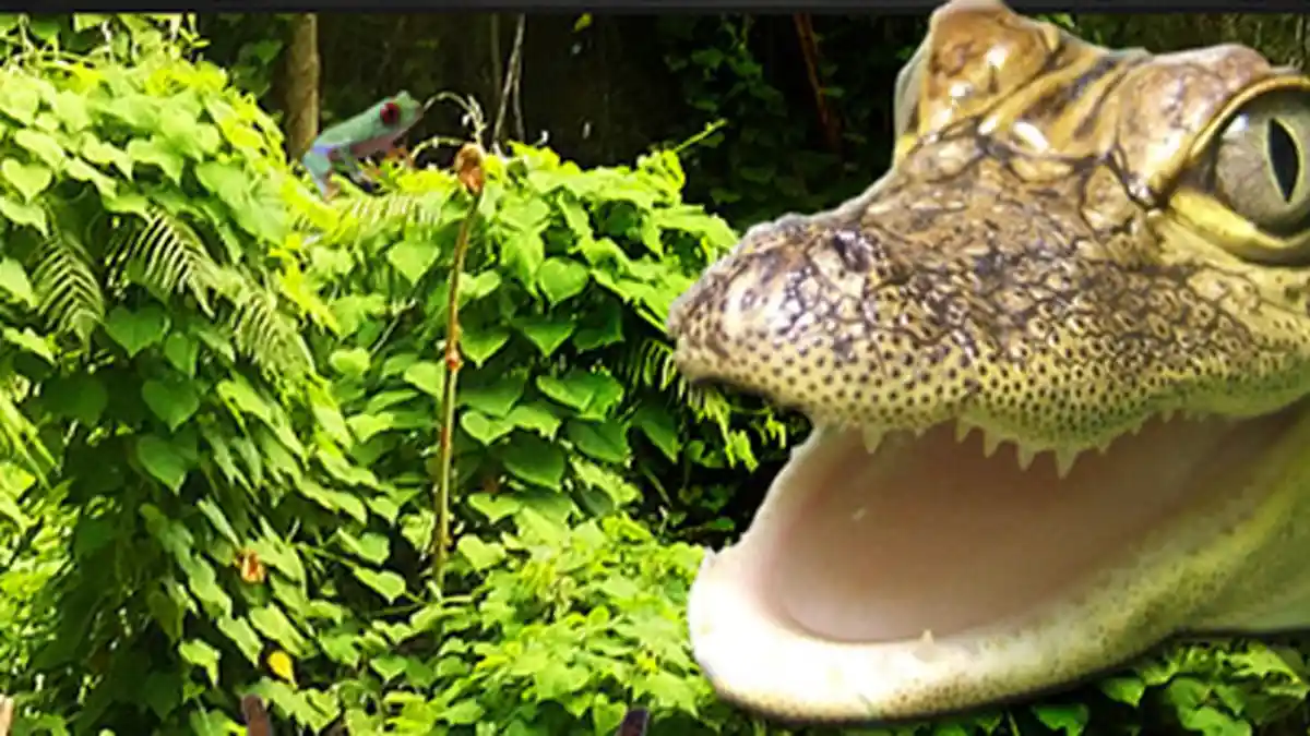 Bersama Cresi, Yuk Bersenang-senang dengan Biawak