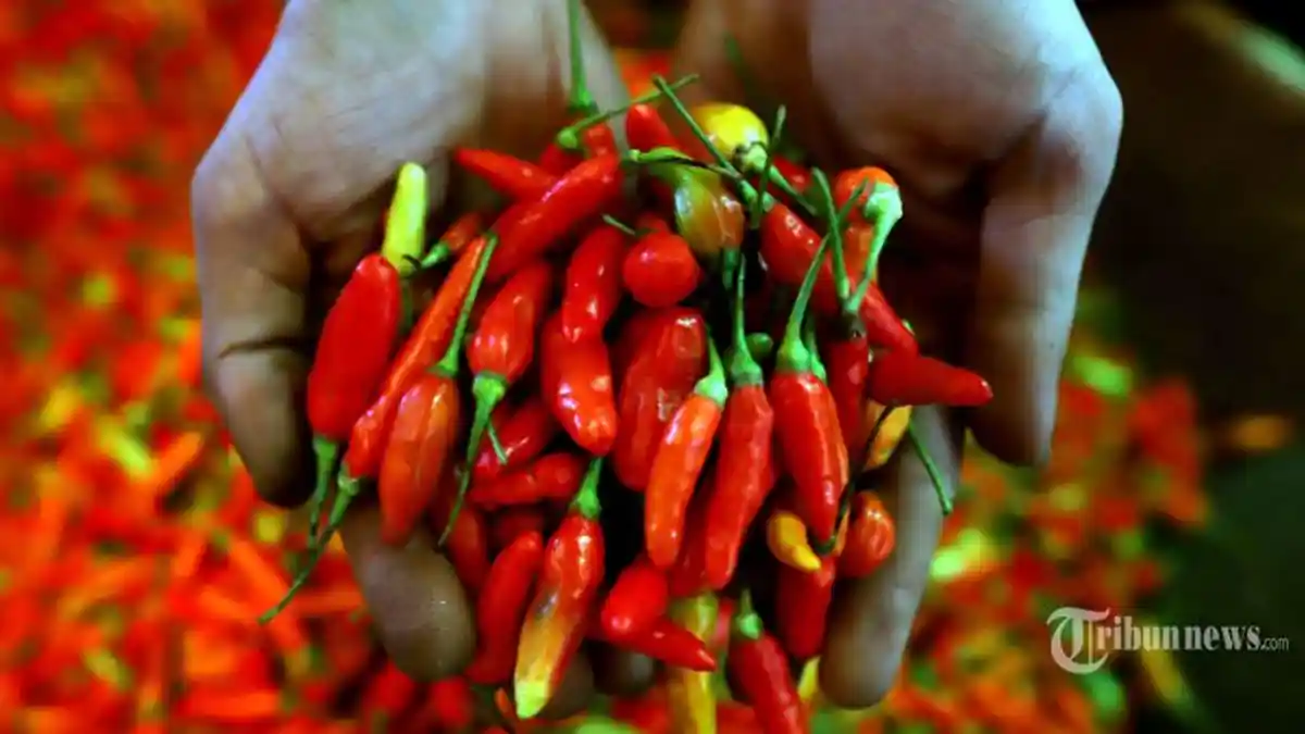 Cara Tanam Cabe Dilokasi yang Sempit ? Bisa untuk Banyak, Ini Cara Tanam Cabe dalam Polybag!