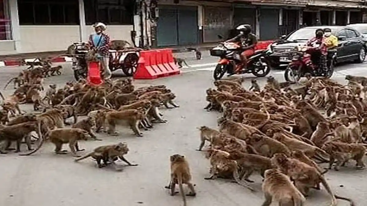 Monyet Tawuran di Jalan, Bikin Lalu Lintas Macet, Dipicu Rebutan Lahan Cari Makanan
