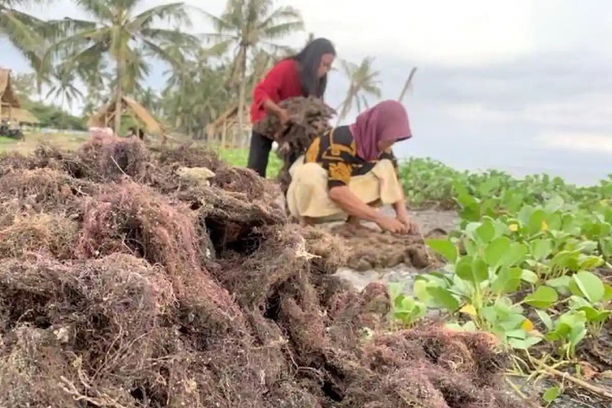 Hilirisasi Rumput Laut di Lombok Timur Macet Imbas Kekeringan