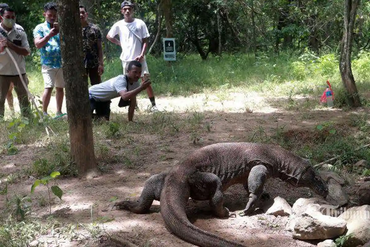 Harga Tiket Naik, 10 Ribu Wisatawan Cancel Kunjungan ke Labuan Bajo dan Pulau Komodo