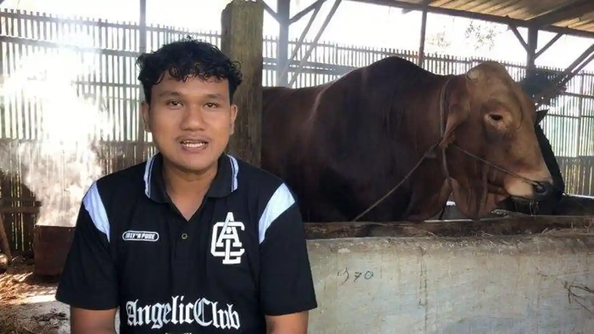 Mengenal Si Gundul, Sapi yang Sempat Hampir Mati, Kini Jadi Hewan Kurban Prabowo di Demak