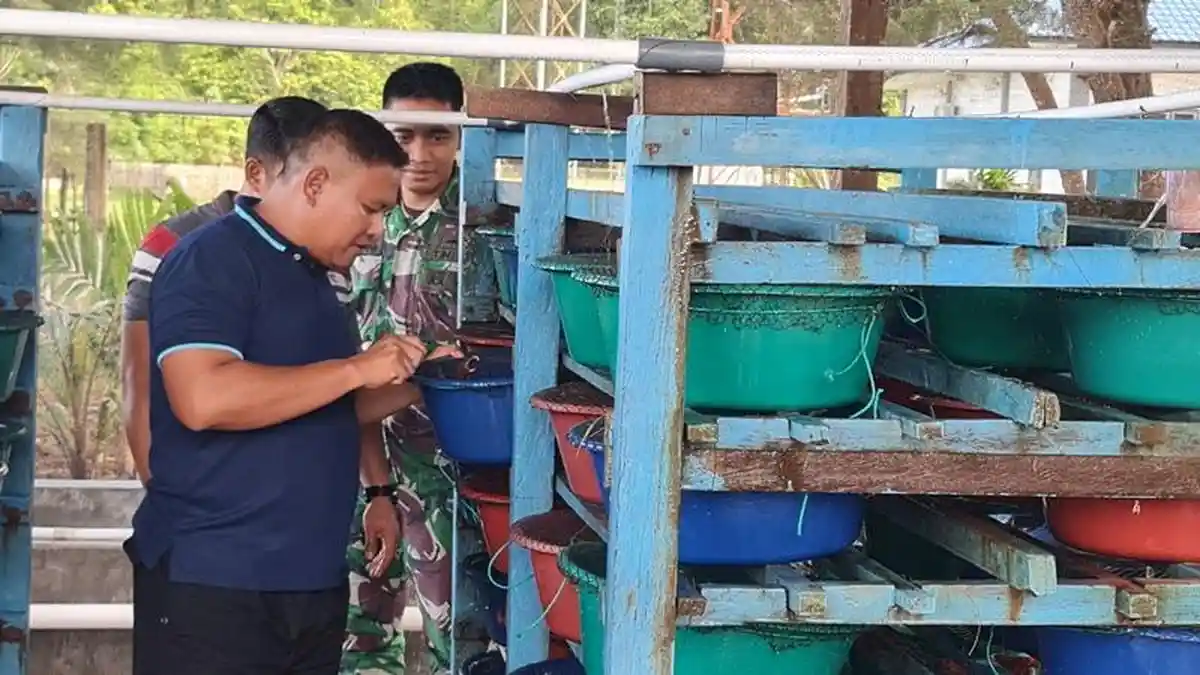 Danlanal Simeulue Ubah Lahan Kosong Jadi Bernilai Ekonomis, Budidaya Kepiting Hingga Ragam Tanaman