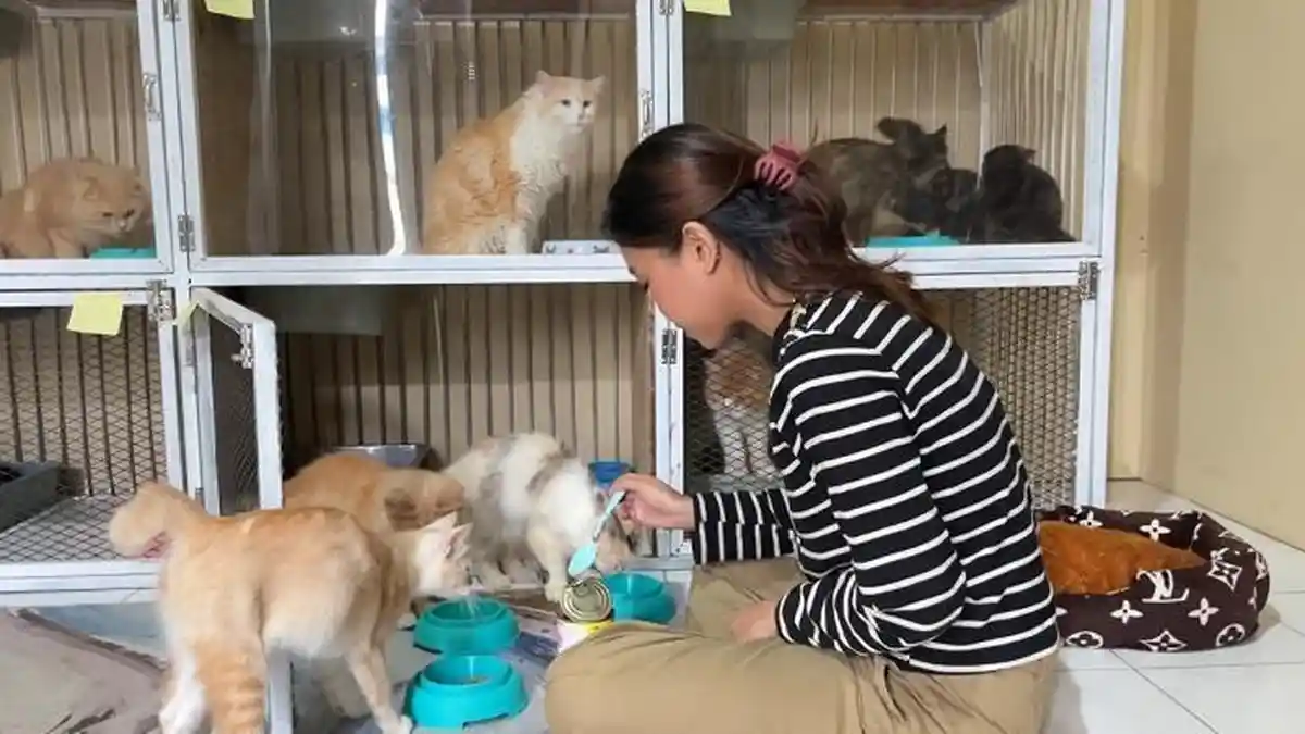 Intip Hotel Kucing di Kendari Sulawesi Tenggara Ramai Pesanan Jelang ...