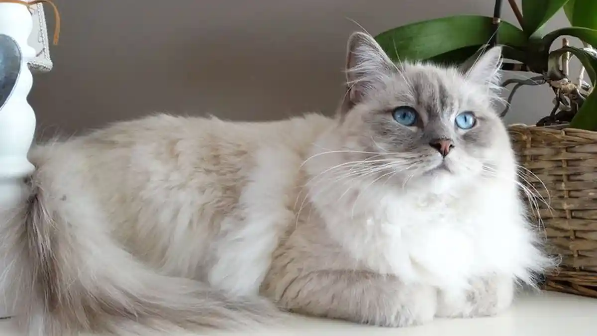 Bikin Gemes Deh! Ini Macam-macam Ras Kucing Berbulu Lebat, Ada yang Bisa Betah di Cuaca Dingin Lho!