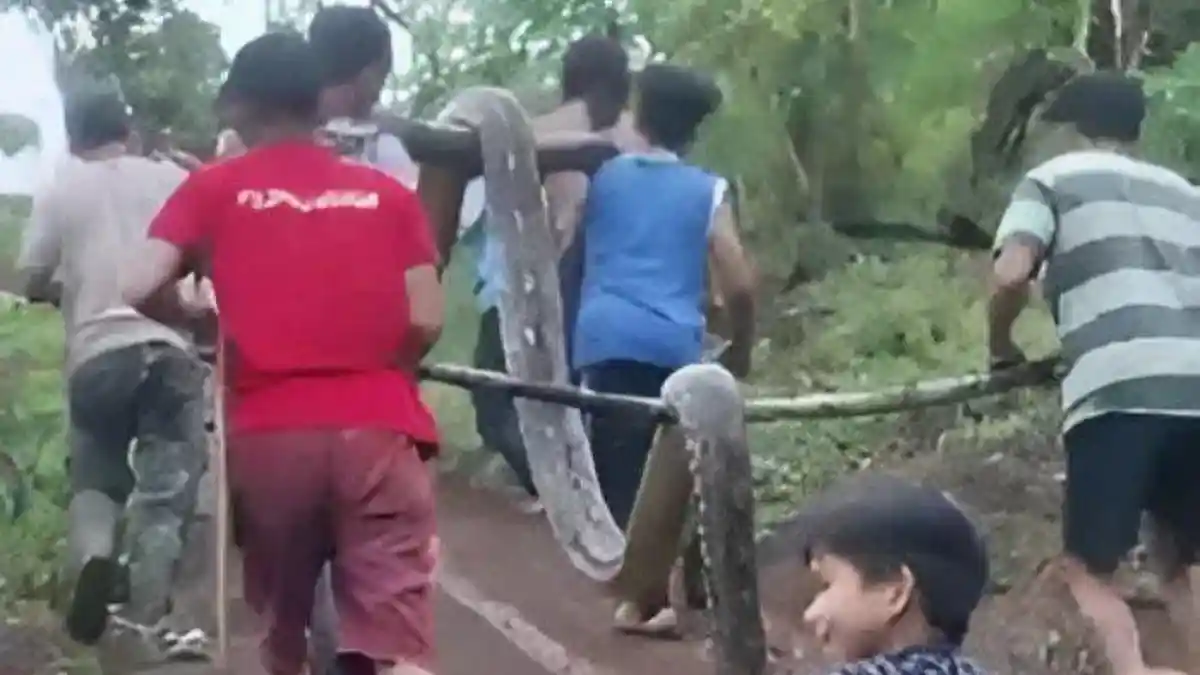 Aksi Ibu di Polewali Mandar Selamatkan Sang Anak yang Hendak Dimangsa Ular Piton, Sampai Luka-luka