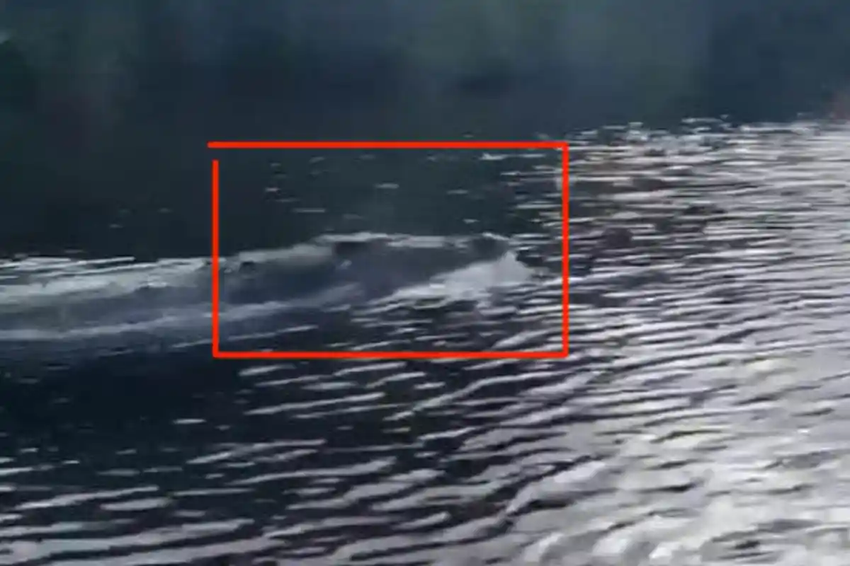 Rekaman Seekor Buaya Berenang Disebut Seperti Lumba-Lumba, Begini Aksinya