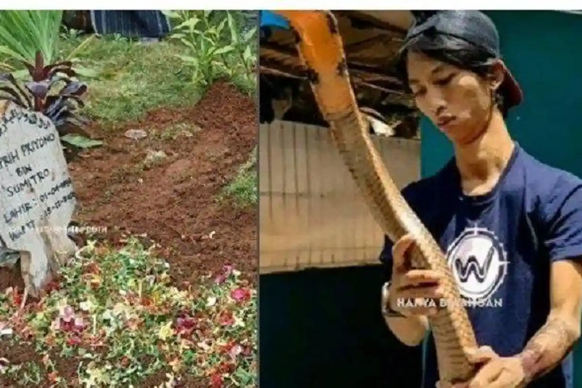 Alprih Priyono Meninggal Digit Ular King Kobra, Begini Reaksi Bisa Ular saat Bercampur Darah Manusia