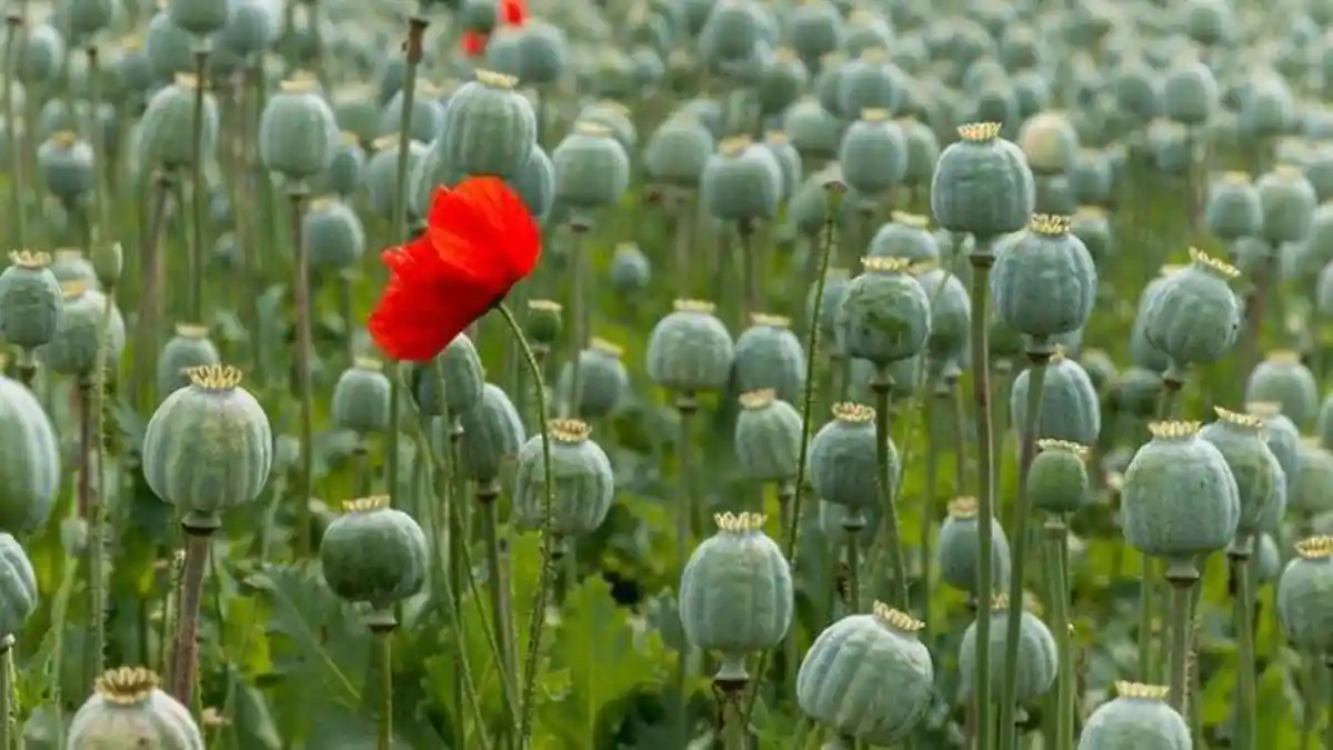 Opium, Tanaman yang Sebenarnya Obat Tapi Sangat Sering Disalahgunakan
