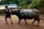 Adu Kerbau Silaga Tedong di Toraja