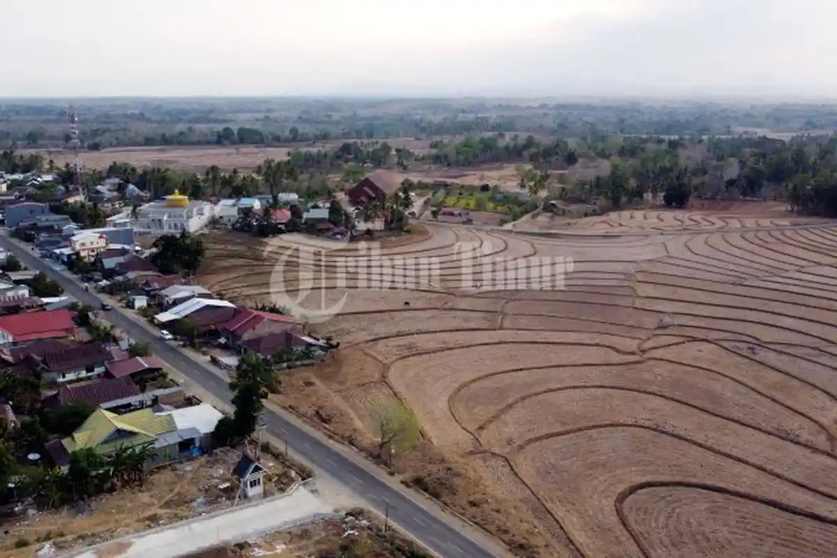 Kekeringan Ekstrem Menghantui Sawah di Desa Mappesangka, Kabupaten Bone - sawah-kekeringan-bone2.jpg