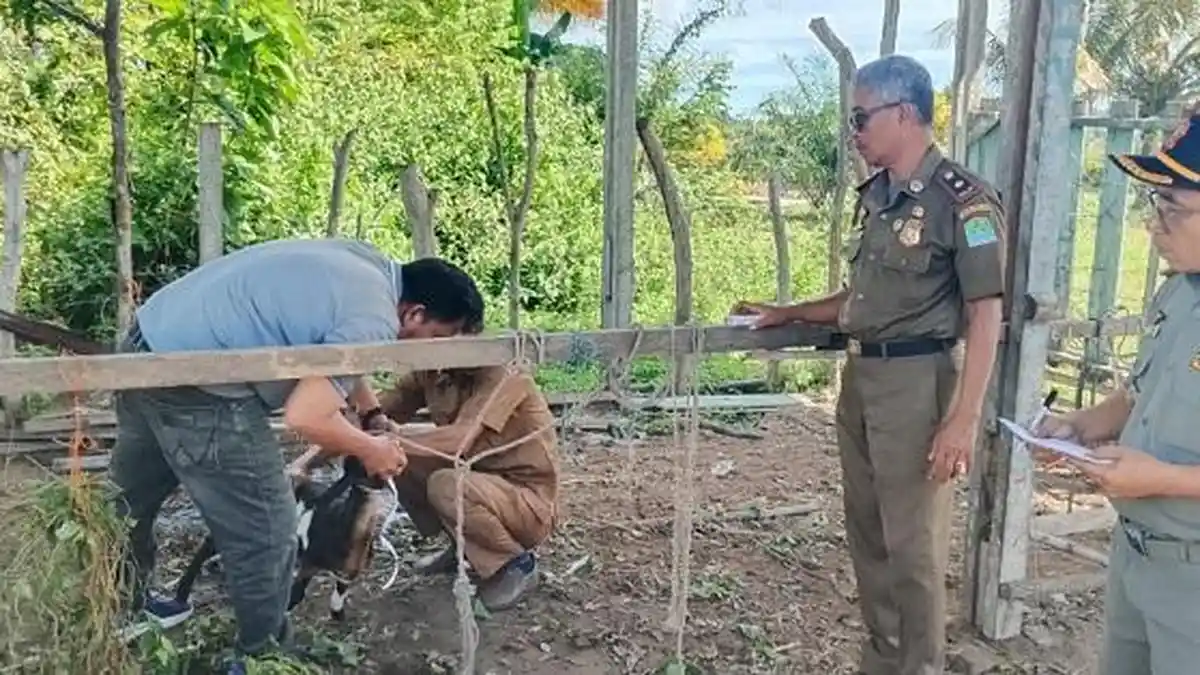 Satpol PP Aceh Jaya Ingatkan Pemilik Ternak Bertanggung Jawab, Ternak Liar Ganggu Ketertiban Umum - Serambinews.com