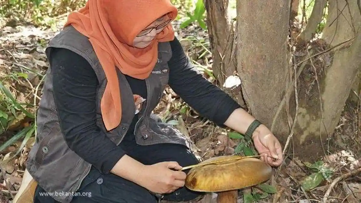 Jamur Raksasa Tumbuh di Barito Kuala, Punya Ukuran 30 Sentimeter, Ditemukan Secara Tak Sengaja