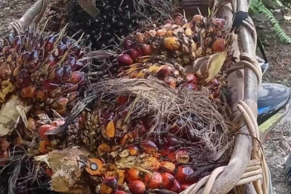 Harga Sawit di Jambi Periode 16-22 Desember 2022, Turun Lagi Jadi Rp 2.542 per Kg