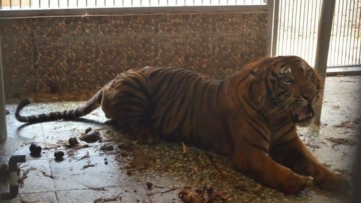 Hampir Tewas, Pria di Riau Lawan Harimau Pakai Ranting Kayu dan Lantunan Adzan