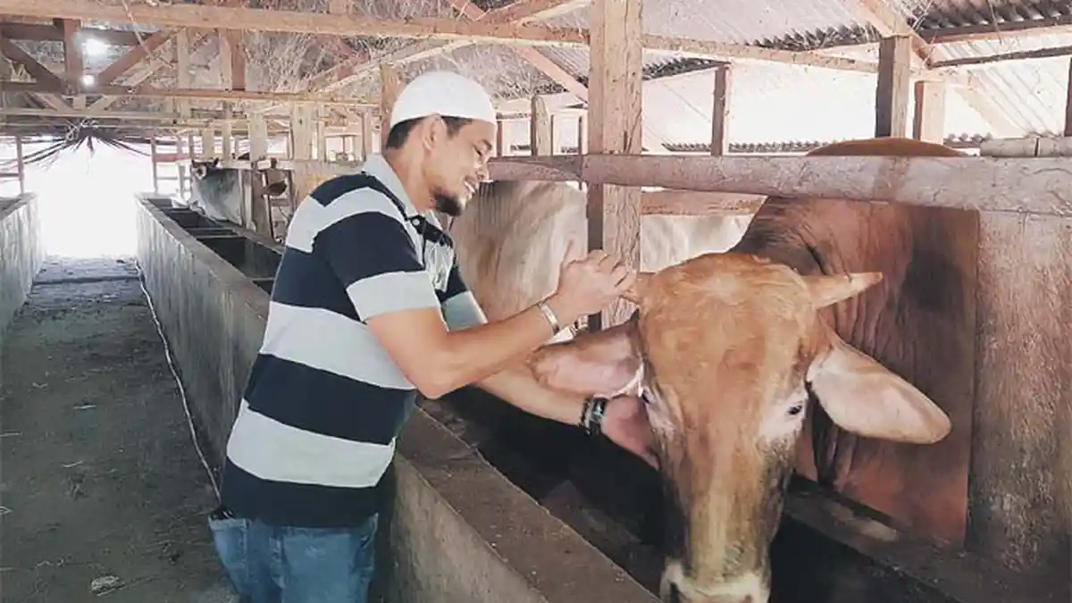Pemkab Bireuen Terima Bantuan Sapi Presiden