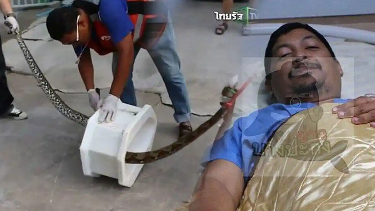 Sedang Asyik BAB, Kemaluan Pria Ini Digigit Ular Piton, Mati-matian Lepaskan Diri