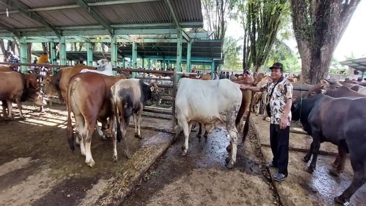 Pasaran Sapi Limosin Masih Lesu, Peternak di Tanahlaut Ini Menduga Banyak Pasokan dari Luar Pulau 