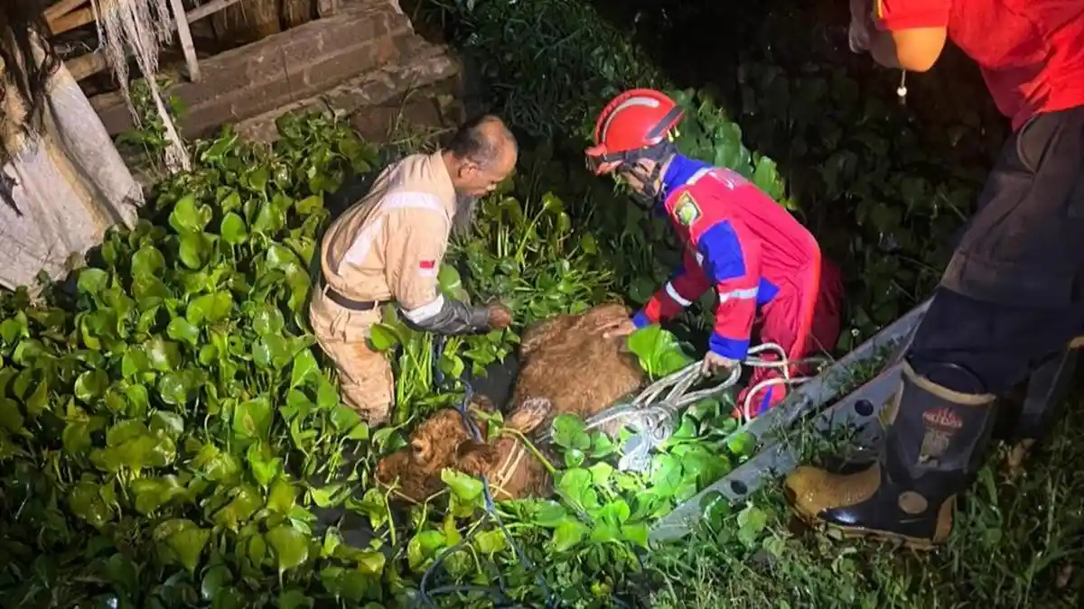 Detik-detik Penyelamatan Sapi yang Tercebur ke Sungai di Indramayu, Damkar: Sapi Diduga Ngantuk